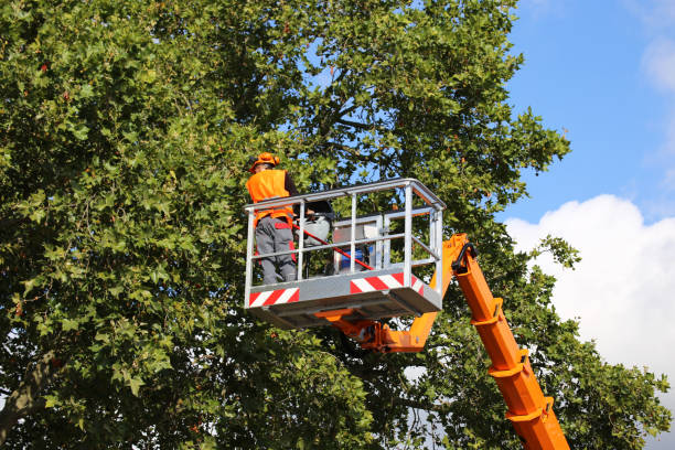 Best Fruit Tree Pruning  in Keowee Key, SC